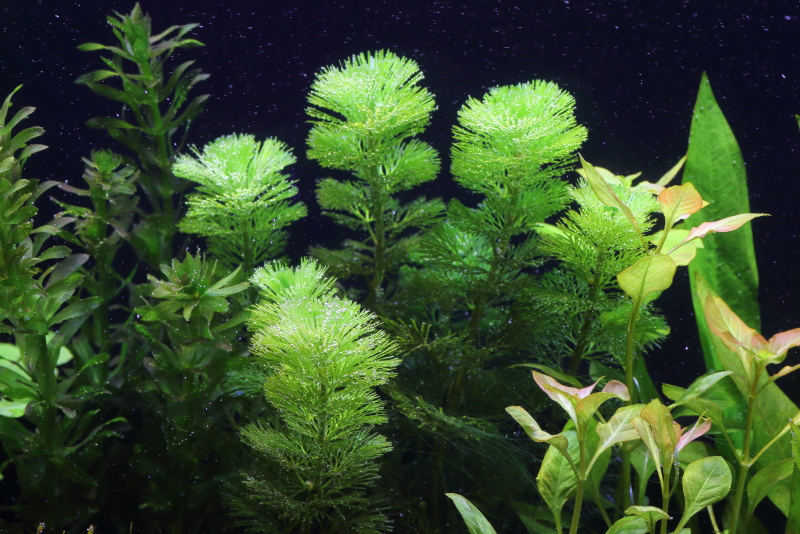 植栽から9日目　カボンバ